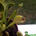 Fleischfressende Pflanzen, Marienkäfer auf der Venusfliegenfalle. Fleischfressende Pflanzen, Marienkäfer auf der Venusfliegenfalle.