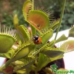 Marienkäfer auf Venusfliegenfalle Marienkäfer auf Venusfliegenfalle