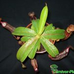 Fleischfressende Pflanzen, Nepenthes alata, Kannenpflanze Fleischfressende Pflanzen, Nepenthes alata