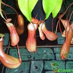 Fleischfressende Pflanzen, Kannen von Nepenthes alata, der Kannenpflanze. Fleischfressende Pflanzen, Kannen von Nepenthes alata