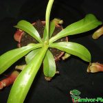 Fleischfressende Pflanzen, Kannenpflanze, Nepenthes alata Fleischfressende Pflanzen, Nepenthes alata