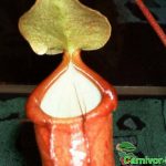 Fleischfressende Pflanzen, Kanne mit Tautropfen von Nepenthes alata Fleischfressende Pflanzen, Kanne mit Tautropfen von Nepenthes alata