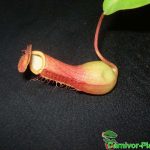 Fleischfressende Pflanzen, kleine Nepenthes alata Kanne, Kannenpflanze. Fleischfressende Pflanzen, kleine Nepenthes alata Kanne