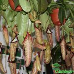 Fleischfressende Pflanzen, Nepenthes maxima gigantisch, Kannenpflanze. Fleischfressende Pflanzen, Nepenthes maxima gigantisch