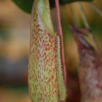 Fleischfressende Pflanzen, geschlossene Kanne von Nepenthes maxima. Fleischfressende Pflanzen, geschlossene Kanne von Nepenthes maxima
