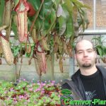 Fleischfressende Pflanzen, Nepenthes maxima und Frank Rudolf Fleischfressende Pflanzen, Nepenthes maxima und Frank Rudolf