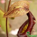 Fleischfressende Pflanzen, Nepenthes maxima mit großer Falle, Kannenpflanze. Fleischfressende Pflanzen, Nepenthes maxima Kanne.