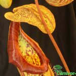 Fleischfressende Pflanzen, Nepenthes maxima mit riesiger Kanne, Kannenpflanze. Fleischfressende Pflanzen, Nepenthes maxima mit riesiger Kanne.