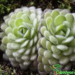 Fleischfressende Pflanzen, Pinguicula - das Fettkraut. Fleischfressende Pflanzen, Pinguicula - Fettkraut
