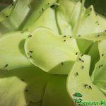Fleischfressende Pflanzen, Pinguicula agnata, das Fettkraut. Fleischfressende Pflanze, Fettkraut, Pinguicula agnata