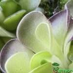 Fleischfressenden Pflanzen, Pinguicula bläulich, das Fettkraut. Fleischfressende Pflanzen, das Fettkraut, Pinguicula bläulich.