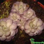 Fleischfressende Pflanzen, Pinguicula cyclosecta, ein bläulich schimmerndes Fettkraut. Fleischfressende Pflanzen, Pinguicula cyclosecta, ein bläulich schimmerndes Fettkraut.
