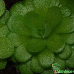 Fleischfressende Pflanzen, das Fettkraut, Pinguicula esseriana. Fleischfressende Pflanzen, Pinguicula esseriana, das Fettkraut.