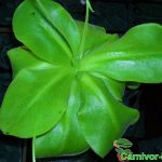 Fleischfressende Pflanzen, das Fettkraut. Pinguicula franz Fleischfressende Pflanzen, Pinguicula franz.