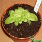 Fleischfressende Pflanzen, das Fettkraut, Pinguicula moreansis komplett. Fleischfressende Pflanzen, Pinguicula moreansis, das Fettkraut.