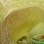 Fleischfressende Pflanzen, das Fettkraut, Pinguicula in der Makroaufnahme. Fleischfressende Pflanzen, Pinguicula, das Fettkraut in der Nahaufnahme.