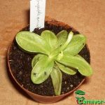 Fleischfressende Pflanzen, Pinguicula primaflora, das Fettkraut. Fleischfressende Pflanzen, das Fettkraut, Pinguicula primaflora.