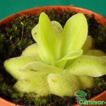 Fleischfressende Pflanzen, das Fettkraut, Pinguicula sethos. Fleischfressende Pflanzen, Pinguicula sethos. das Fettkraut.