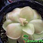 Fleischfressende Pflanzen, das Fettkraut. Pinguicula sethos. Fleischfressende Pflanzen, Pinguicula sethos, das Fettkraut.