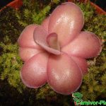 Fleischfressende Pflanzen, das Fettkraut in leicht rötlicher Form Fleischfressende Pflanzen, das Fettkraut, Pinguicula, in leicht rötlicher Form.