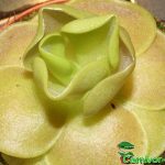 Fleischfressende Pflanzen, das Fettkraut, Pinguicula sethos groß. Fleischfressende Pflanzen, Pinguicula sethos groß.