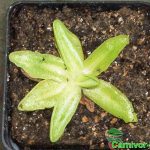 Fleischfressende Pflanzen, das gemeine Fettkraut, Pinguicula vulgaris. Fleischfressende Pflanzen, Pinguicula vulgaris, das gemeine Fettkraut.