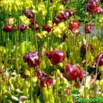 Fleischfressende Pflanzen, Blüten, Sarracenia purpurea und flava Blüten Fleischfressende Pflanzen, Sarracenia purpurea und flava Blüten