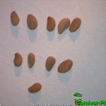 Fleischfressende Pflanzen, Samen von Sarracenia flava, Schlauchpflanze Fleischfressende Pflanzen, Samen der Sarracenia flava