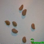 Fleischfressende Pflanzen, Samen der Schlauchpflanze, Sarracenia leucophylla. Fleischfressende Pflanzen, Samen der Sarracenia leucophylla. Schlauchpflanze.