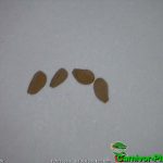 Fleischfressende Pflanzen, Samen der Sarracenia purpurea, der purpurnen Schlauchpflanze. Fleischfressende Pflanzen, Samen der Sarracenia purpurea.