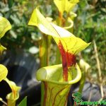 Fleischfressende Pflanze, Sarracenia flava im Garten. Fleischfressende Pflanze, Sarracenia flava draußen.