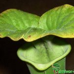 Fleischfressende Pflanze, Schlauchpflanze, Sarracenia flava Fleischfressende Pflanze, Sarracenia flava