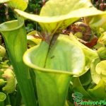 Fleischfressende Pflanze, Sarracenia flava, die gelbe Schlauchpflanze. Fleischfressende Pflanze, Sarracenia flava groß