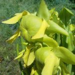 Fleischfressende Pflanzen,die gelbe Schlauchpflanze, Sarracenia flava Blüte Fleischfressende Pflanzen, Sarracenia flava Blüte