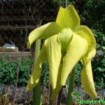 Fleischfressende Pflanzen, die gelbe Schlauchpflanze, Sarracenia flava Blüte. Fleischfressende Pflanzen, Sarracenia flava Blüte