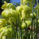 Fleischfressende Pflanzen, Blüten von Sarracenia flava, der gelben Schlauchpflanze. Fleischfressende Pflanzen, Sarracenia flava Blüten, die gelbe Schlauchpflanze