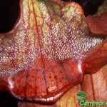 Fleischfressende Pflanzen, die purpurne Schlauchpflanze, Sarracenia purpurea. Fleischfressende Pflanzen, Sarracenia purpurea