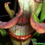 Fleischfressende Pflanze, Schlauchpflanze, Sarracenia hybride Fleischfressende Pflanzen, Sarracenia hybride