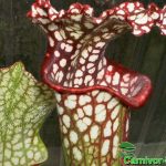 Fleischfressende Pflanze, Sarracenia leucophylla, Schlauchpflanze Fleischfressende Pflanze, Sarracenia leucophylla