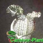 Fleischfressende Pflanzen, Sarracenia leucophylla, die bunte Schlauchpflanze. Fleischfressende Pflanzen, Sarracenia leucophylla. die weiße Schlauchpflanze.