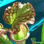Fleischfressende Pflanze, Sarracenia leucophylla, die bunte Schlauchpflanze. Fleischfressende Schlauchpflanze, Sarracenia leucophylla.