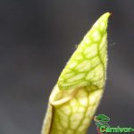 Fleischfressende Pflanzen, Sarracenia leucophylla Jungpflanze Fleischfressende Pflanzen, Sarracenia leucophylla Jungpflanze