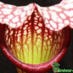 Fleischfressende Pflanzen, Sarracenia leucophylla Schlauch Fleischfressende Pflanzen, Sarracenia leucophylla Schlauch