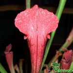 Fleischfressende Pflanzen, Sarracenia leucophylla von hinten. Fleischfressende Pflanzen, Sarracenia leucophylla von hinten.