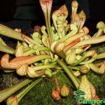 Fleischfressende Pflanzen, die Papagei Schlauchpflanze, Sarracenia psittacina. Fleischfressende Pflanze, Sarracenia psittacina