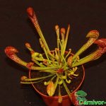 Fleischfressende Pflanze, die Papagei Schlauchpflanze, Sarracenia psittacina Fleischfressende Pflanzen, Sarracenia psittacina.