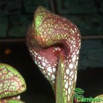 Fleischfressende Pflanze, Papagei Schlauchpflanze, Sarracenia psittacina Fleischfressende Pflanzen, Sarracenia psittacina