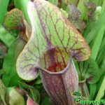 Fleischfressende Pflanze, die purpurne Schlauchpflanze, Sarracenia purpurea. Fleischfressende Pflanze, Sarracenia purpurea