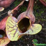 Fleischfressende Pflanzen, purpurne Schlauchpflanze, Sarracenia purpurea Fleischfressende Pflanzen, purpurne Schlauchpflanze, Sarracenia purpurea