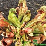 Fleischfressende Pflanzen, Sarracenia purpurea, die purpurne Schlauchpflanze komplett. Fleischfressende Pflanzen, Sarracenia purpurea